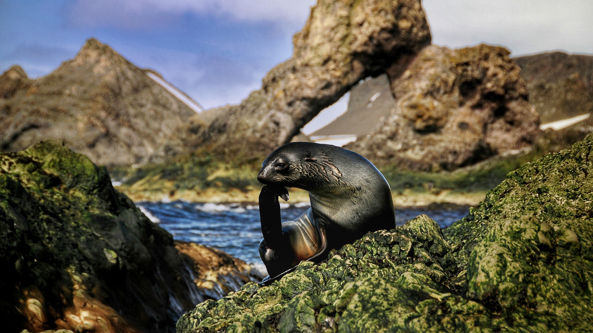 Refinement of the Antarctic fur seal (Arctocephalus gazella) reference genome increases continuity and completeness