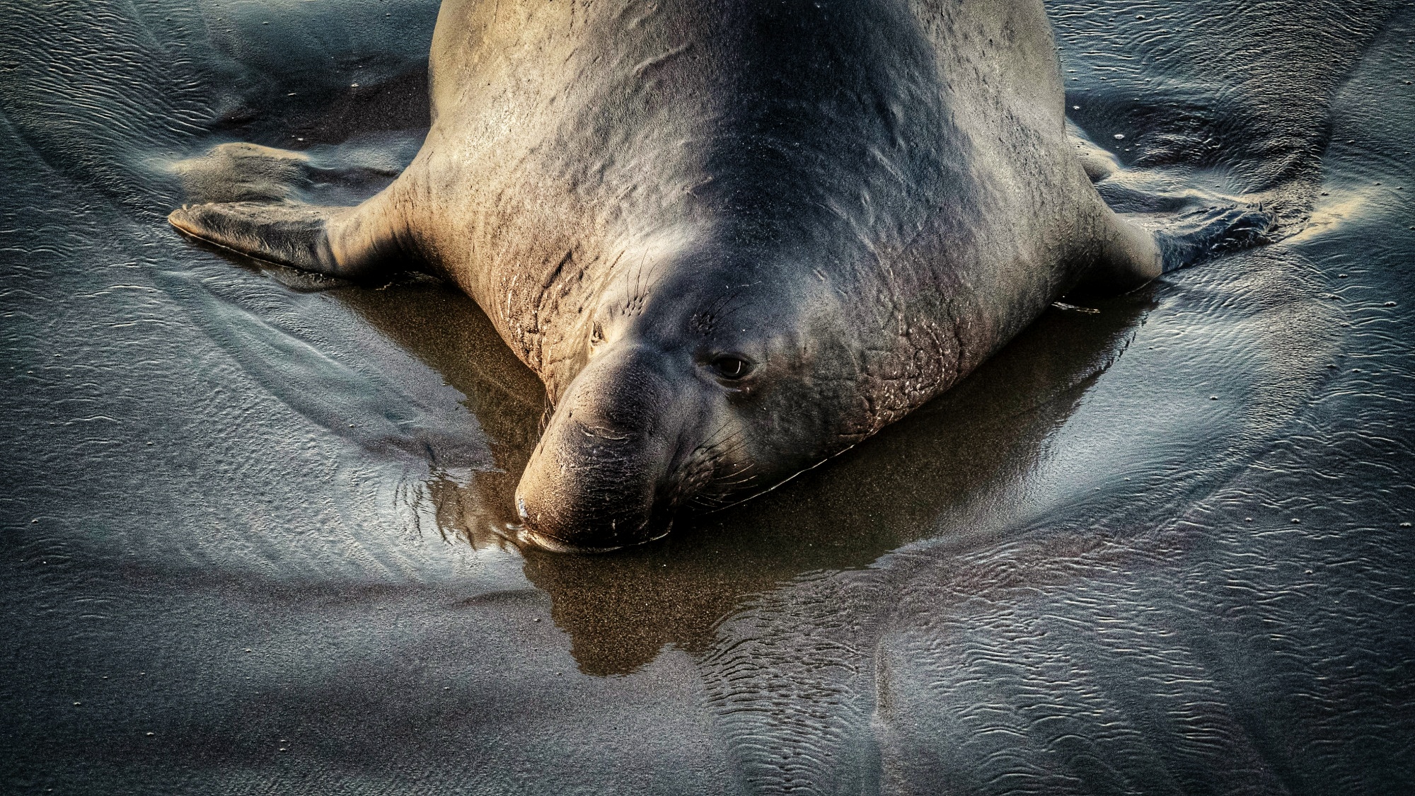 Genomic and fitness consequences of a near-extinction event in the northern elephant seal