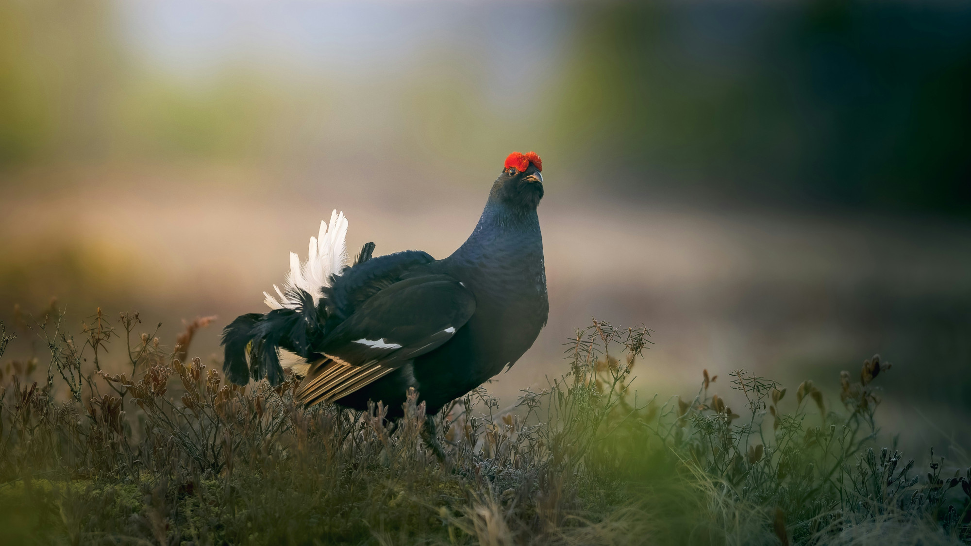 Predicted deleterious mutations reveal the genetic architecture of male reproductive success in a lekking bird